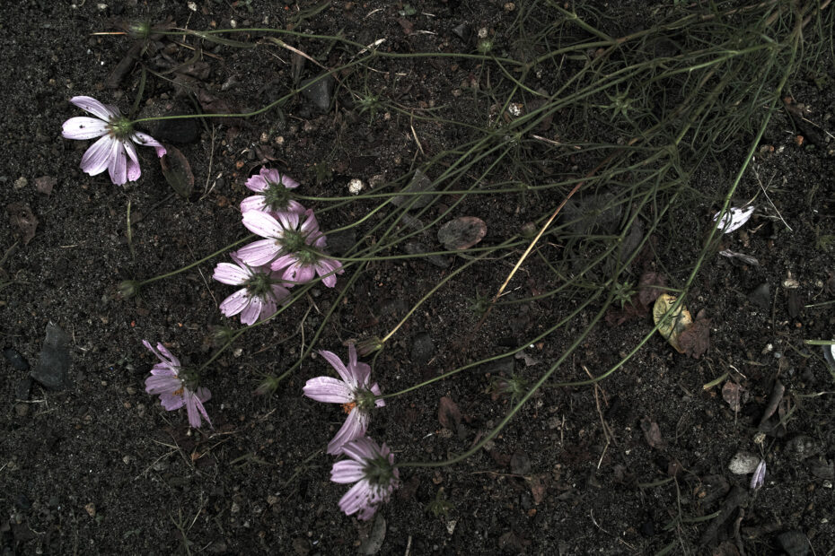 294/366 days photography season 10