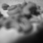 296/366 days photography season 10