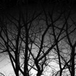 343/366 days photography season 10