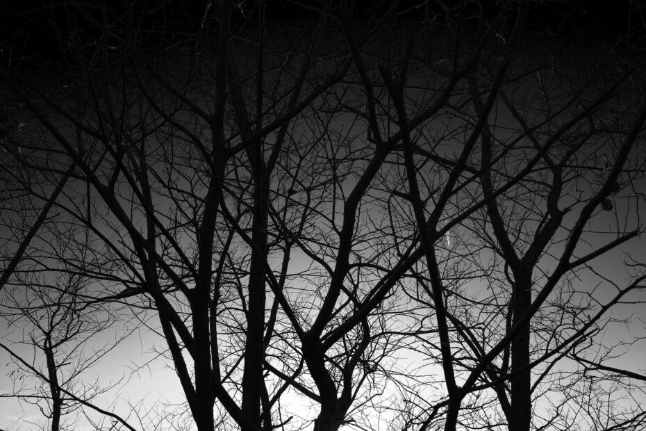 343/366 days photography season 10