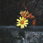 344/366 days photography season 10