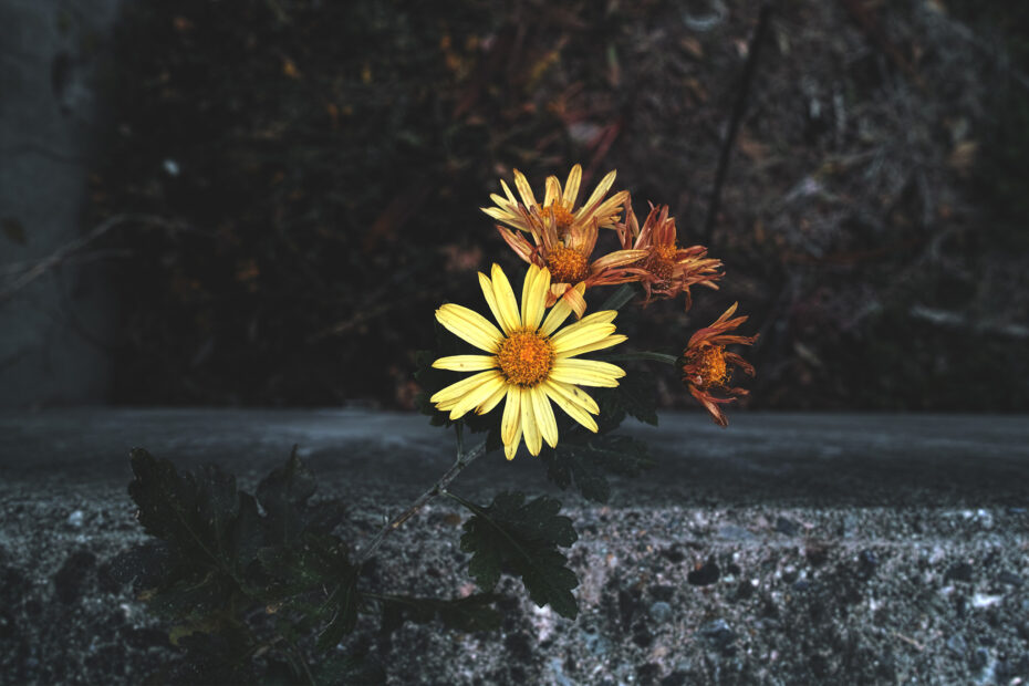 344/366 days photography season 10