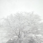 355/366 days photography season 10