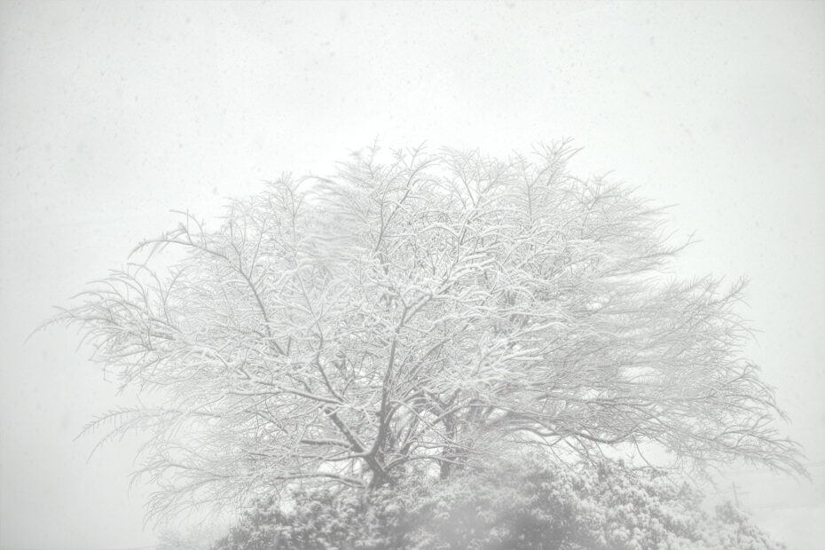 355/366 days photography season 10