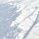 357/366 days photography season 10