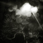 046/366 days photography season 11