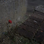 054/366 days photography season 11