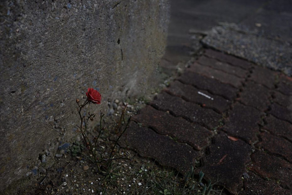 054/366 days photography season 11