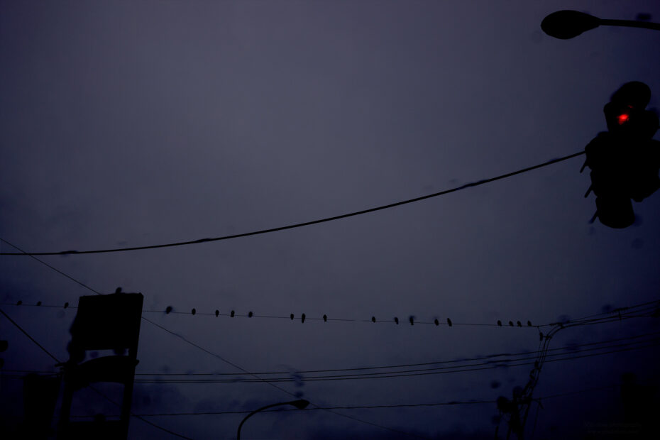 061/366 days photography season 11