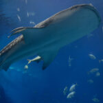 沖縄県 - 沖縄美ら海水族館のジンベイちゃん(ジンベイザメ) 2026.01 photofain_2048px_EOSR9608_o